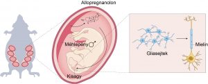 Read more about the article A méhlepény is beleszól az agy fejlődésébe